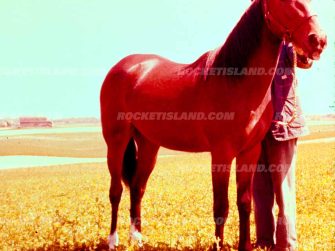 Old Red the Horse