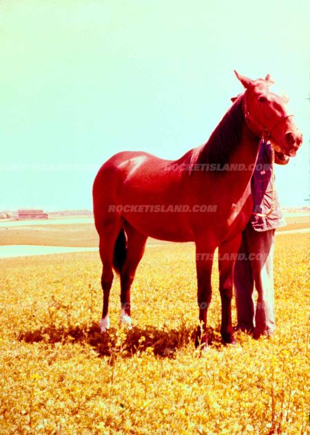 Old Red the Horse