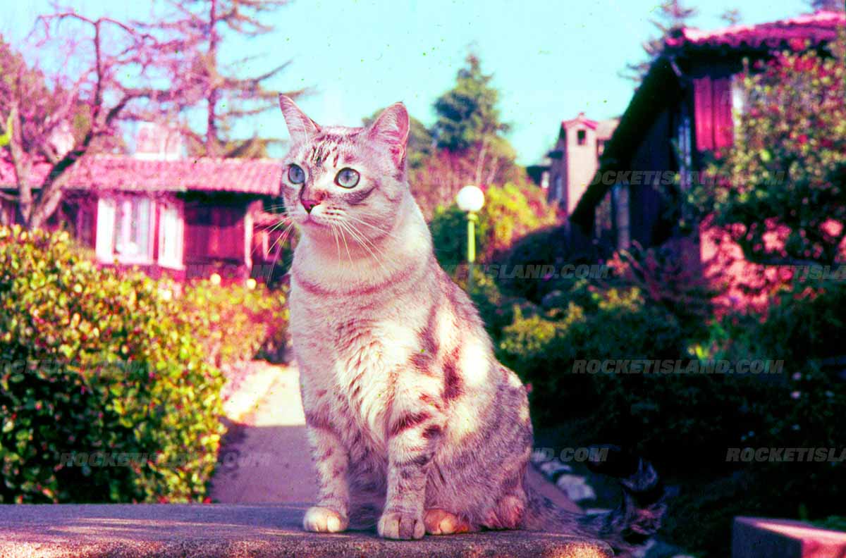 Oakland Tabby Cat